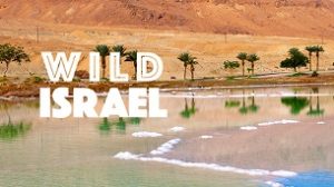 Life Around the Dead Sea